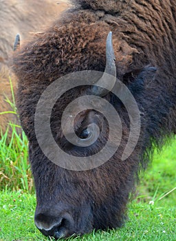 Bison