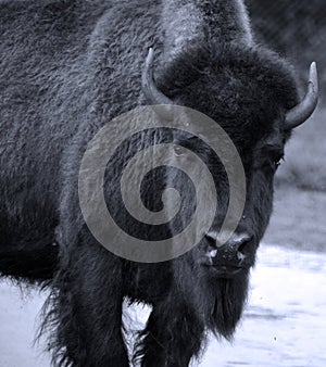 Bison