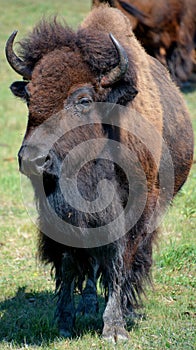 Bison photo