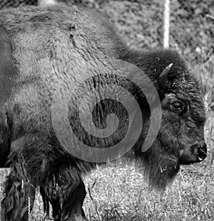 Bison are large, even-toed ungulates photo