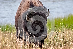 Bison Through a Large Lens