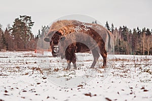 Bison is looking in the camera standing on the field at winter