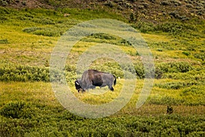 A bison on a lush green pasture in the Yellowstone National Park