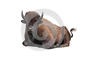 Bison lying  isolated on a white