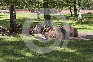 Bison lying in the yard, Bialowieza National Park