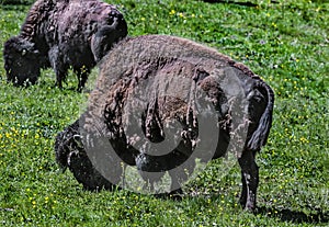 Bison male grazing on the lawn 2