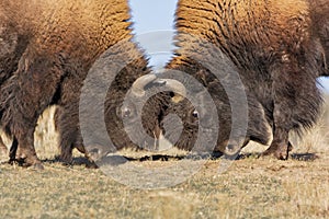 Bison males fighting