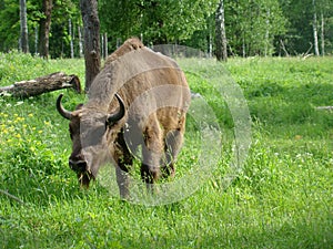 Bison in the meadow