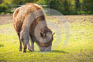 Bison on the meadow . Herd animals are calm and eat grass