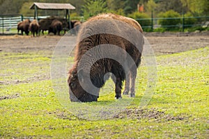 Bison on the meadow . Herd animals are calm and eat grass