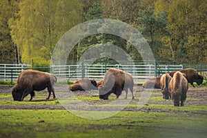 Bison on the meadow . Herd animals Sthen calm and eat grass