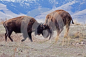 Bison Mixing It Up
