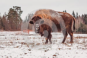 bison moos in a winter snow field against a forest background