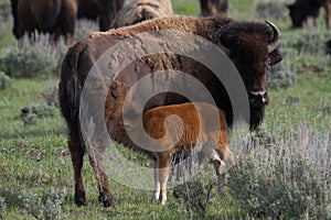 Bison mother and calf nursing