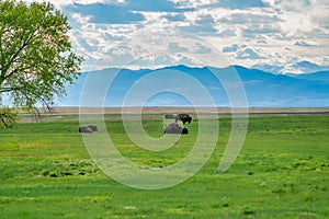 Bison and Mountains at Rocky Mountain Arsenal in Commerce City, Colorado photo