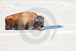 Bison Moving Forward in the Snow Looking for Food