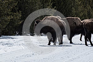 Bison in national park in the winter season