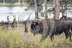 Bison in Nature