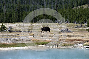 Bison near Biscuit Basin Yellowstone National Park