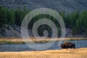 Bison near the Madison River in Yellowstone National Park in the morning sunrise