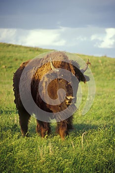 Bison on the Oklahoma Prairie