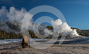 Bison and old faithful geyser