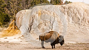 Bison Beside Orange Spring Mound