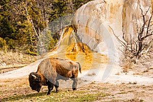 Bison Beside Orange Spring Mound
