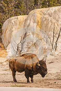 Bison Beside Orange Spring Mound