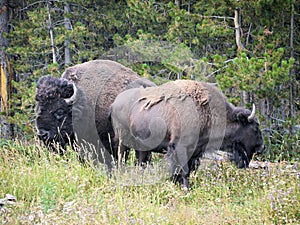 Bison pair in Yellowstone