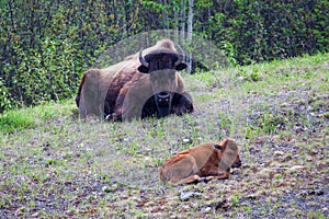 Bison Parent and Calf