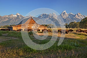 Bison passing by Moulton Barn, Grand Teton NP