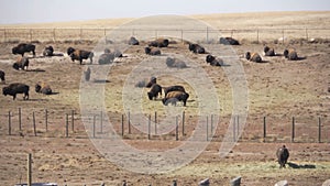 Bison in Pen Wide Shot