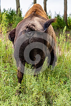 Bison on the plain Gretna Nebraska. Large animal