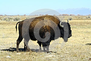 Bison on the Plains