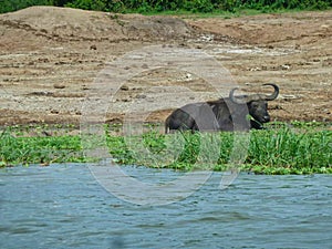 a bison in a pond in africa