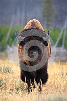 Bison portrait photo