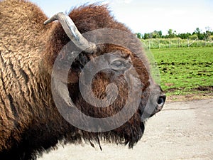 Bison portrait in profile