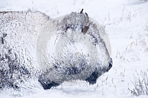 Bison Portrait in Winter Blizzard