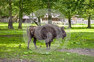 Bison poses for a photograph, Bialowieza National Park