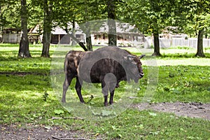 Bison poses for a photograph , Bialowieza National Park