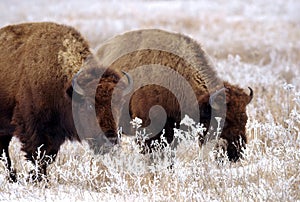 Bison on prairie