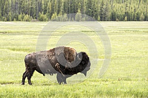 Bison on Prairie