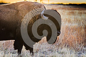 Bison profile at sunset