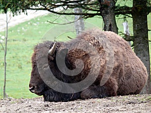 Bison in Quebec. Canada, north America.