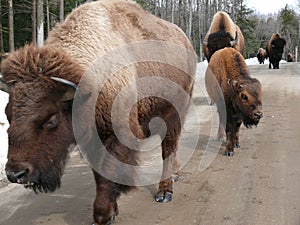 Bison in Quebec. Canada, north America.