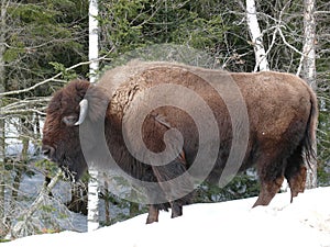 Bison in Quebec. Canada, north America.