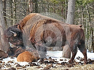 Bison in Quebec. Canada, north America.