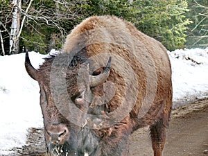 Bison in Quebec. Canada, north America.