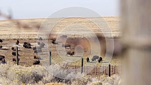 Bison Rack Focus